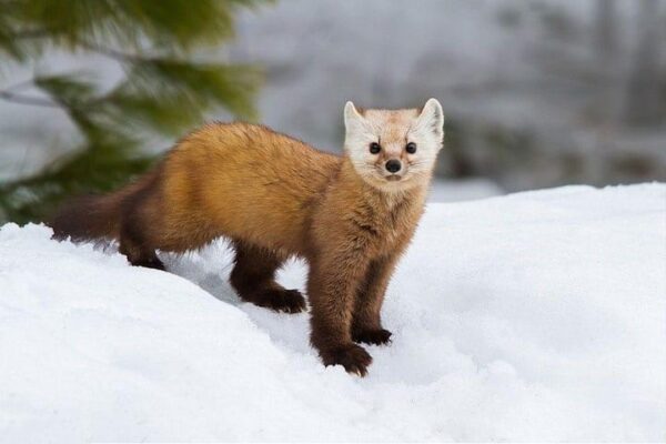 pine marten in the wild