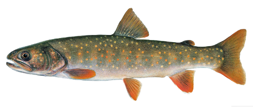 Resident Bull Trout image